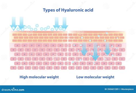 infographic detailing the five types of hyaluronic acid and their molecular weights