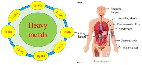 Visual representation of how heavy metals can accumulate in the body and the theoretical mechanism of zeolite binding to them.
