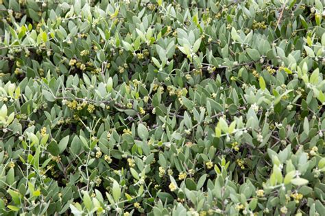A jojoba shrub growing in its natural desert habitat.