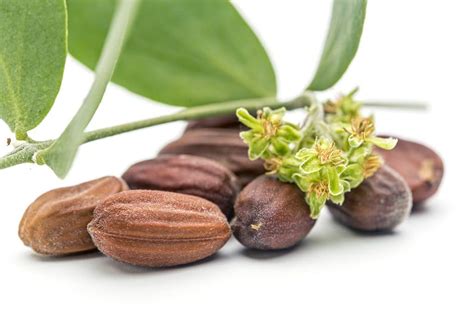 Close-up of jojoba seeds and extracted oil.