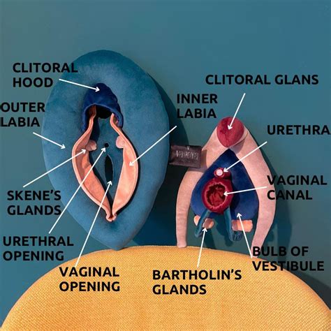 Infographic detailing the external anatomy of the vulva, highlighting the areas typically targeted for lightening procedures.