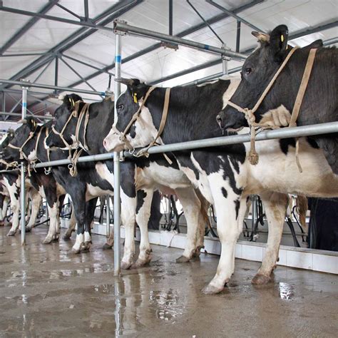 infographic illustrating the difference between industrial factory farming and pasture-raised animal agriculture and their potential impact on heavy metal contamination in derived products