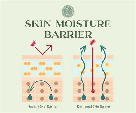 Infographic explaining how petroleum jelly forms a barrier on the skin to prevent moisture loss.