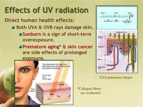 Infographic showing the effects of UV radiation and smoking on skin collagen.