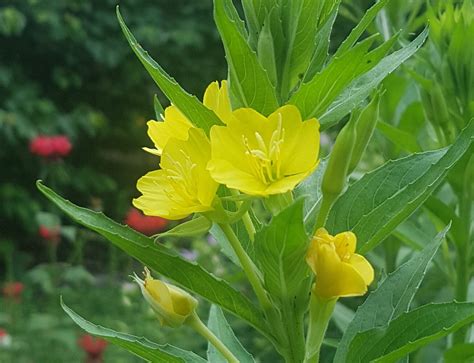 A close-up photograph of evening primrose flowers and seeds, highlighting the source of the oil.