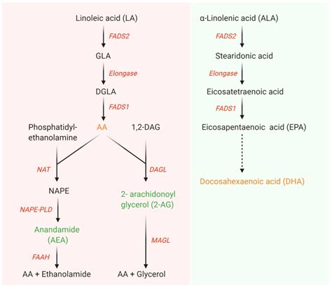 An infographic illustrating the metabolic pathway from linoleic acid to GLA and their respective roles in skin health.