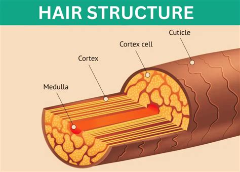Infographic illustrating the natural oil production on the scalp and its distribution along the hair shaft.