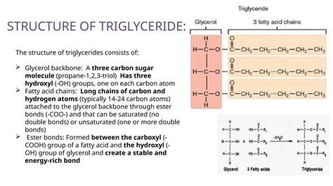 Diagram comparing triglyceride and wax ester structures