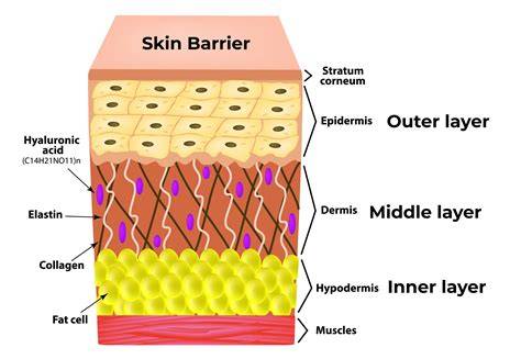 infographic illustrating the structure of skin layers and the role of collagen in the dermis