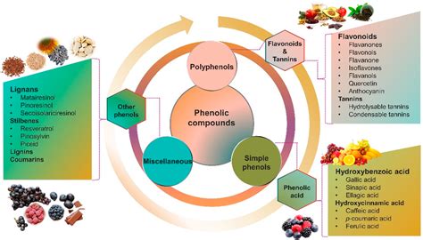 Infographic illustrating the antioxidant compounds in black currant and their protective effects on skin cells.