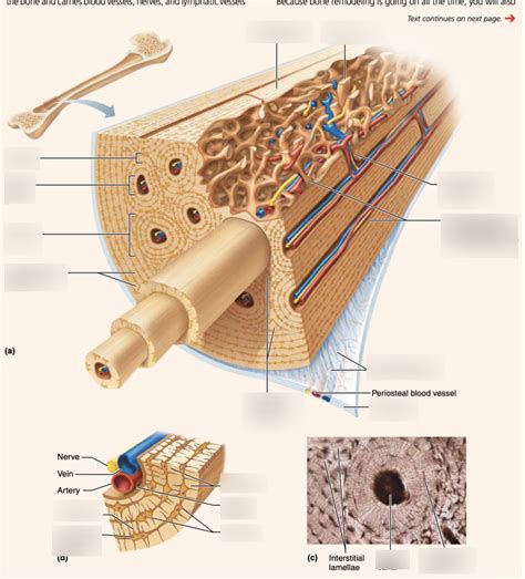 Microscopic view or diagram illustrating the structure of the gel-coated fabric and essence delivery.
