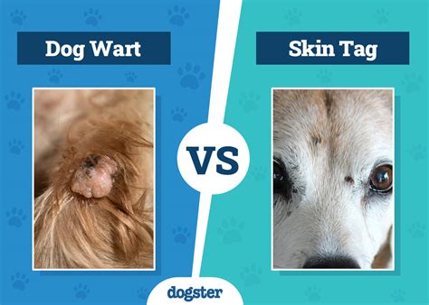 Illustration of cauliflower-like dog warts around a dog's mouth