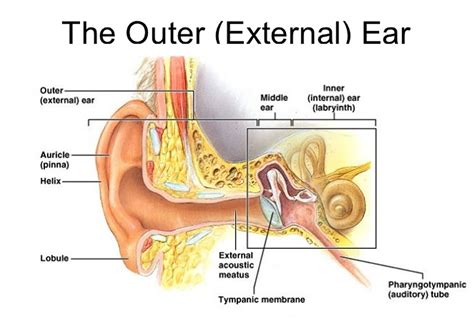 Diagram illustrating the ear canal and the area affected by outer ear infections.