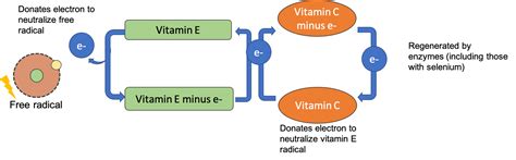 Diagram illustrating the synergistic effect of Vitamin C and Vitamin E as antioxidants