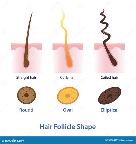 Illustration showing a clean scalp with open hair follicles