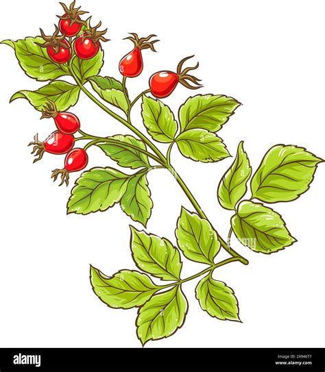 Illustration of a rose bush with ripe rose hips, highlighting the fruit and seeds from which the oil is extracted.