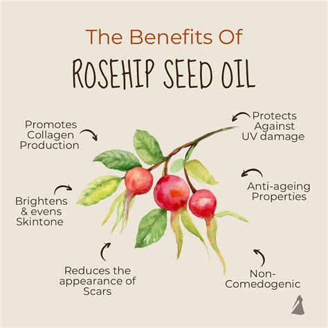 Infographic showing the molecular structure of fatty acids in rosehip oil and their role in maintaining skin barrier function.