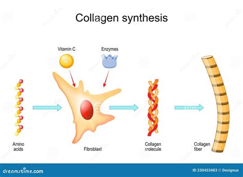 Diagram illustrating the process of collagen production and how vitamin A from rosehip oil supports it, alongside the inhibition of collagen-degrading enzymes.