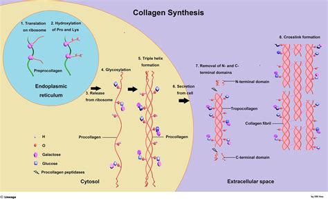 Diagram illustrating the difference between pro-collagen and mature collagen production in the body.