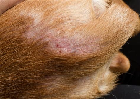Illustration of a dog scratching excessively due to flea bites, with visible red patches on its skin.