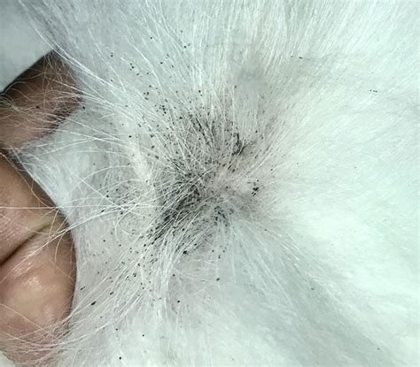 Close-up image of flea dirt (flea feces) on a dog's fur.