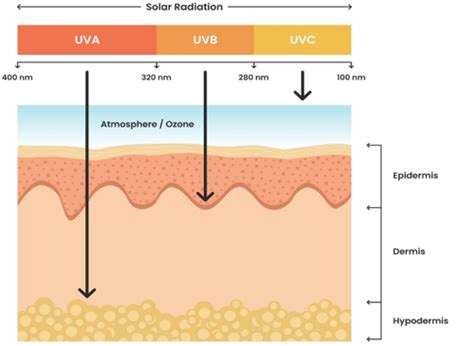 Diagram illustrating the protective layers of skin and how UV rays interact with them.