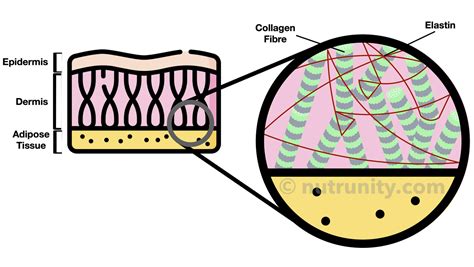 Diagram illustrating the structure of skin layers and the role of collagen.