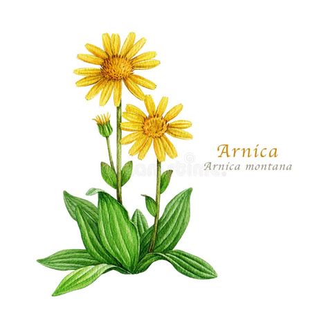 Illustration of the Arnica montana plant with its characteristic yellow-orange flower.