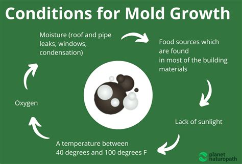 Illustration showing mold growth conditions and how spray foam interrupts them