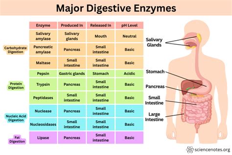 Diagram illustrating the digestive system and the role of enzymes.