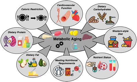 infographic illustrating factors affecting neurotoxin longevity: metabolism, activity, dosage, injection technique