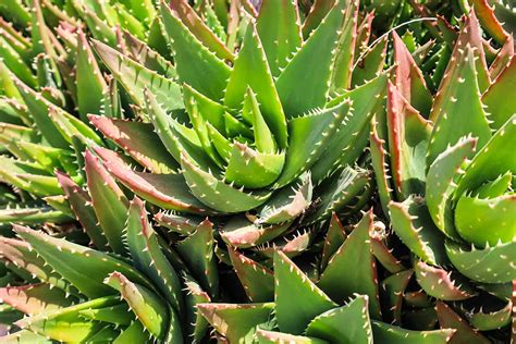 A visually appealing arrangement of various plant-based ingredients like aloe vera, citrus fruits, green tea leaves, and chamomile flowers, symbolizing natural skincare.