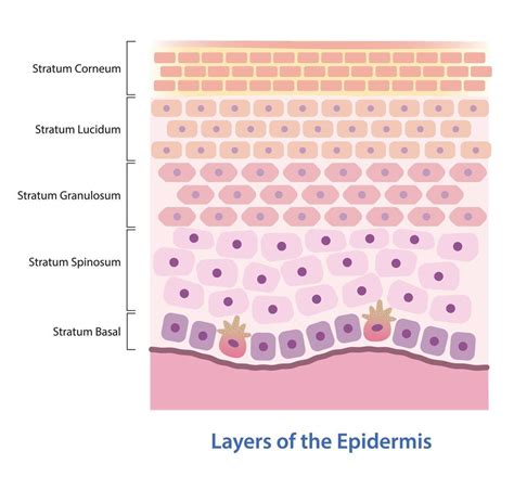 Infographic illustrating the layers of the skin and where frosting occurs on the stratum corneum.
