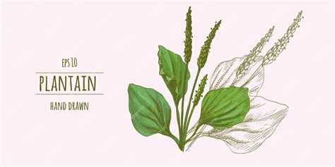 illustration of a plantain leaf with annotations on its medicinal properties