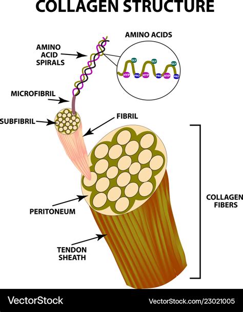 Infographic illustrating the structure of collagen and its components.