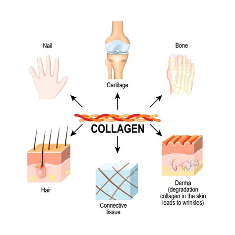Diagram showing the effects of collagen on skin, bones, and joints.