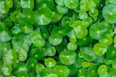 Close-up of mugwort leaves and Centella asiatica plant.