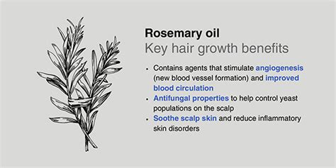 Infographic illustrating the mechanism of rosemary oil on hair follicles and scalp circulation.