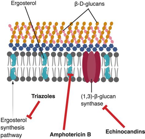 Illustration of the fungal cell membrane with ergosterol depicted as a key component.