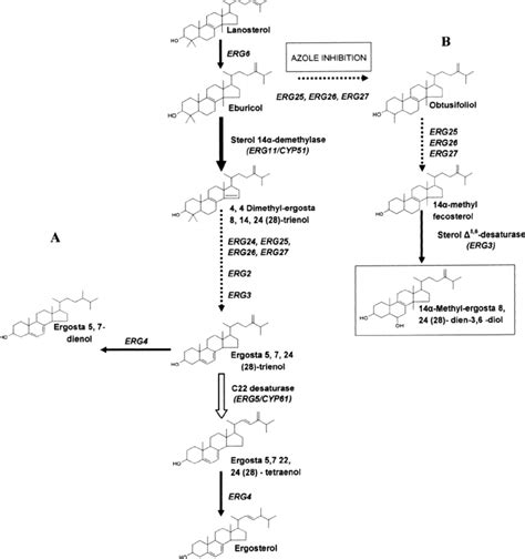 Diagram illustrating the ergosterol biosynthesis pathway and the point of inhibition by clotrimazole.