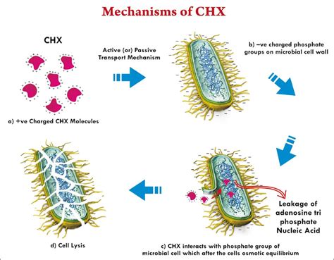 Diagram illustrating the mechanism of action of chlorhexidine against fungal and bacterial cells.