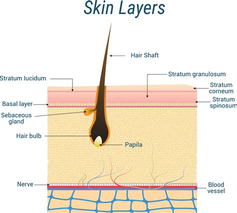 Diagram illustrating the layers of the skin and a hair follicle, showing how oil and dead skin cells can cause a blockage leading to acne.