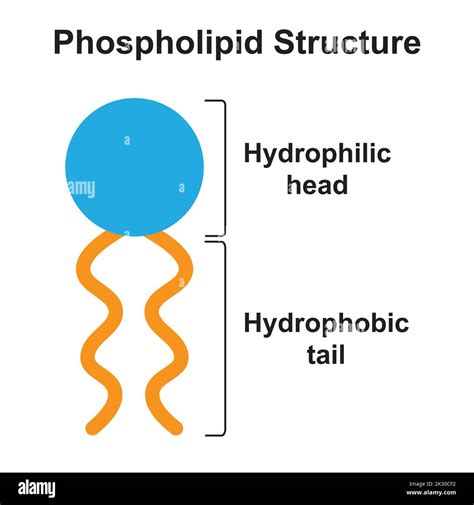 Illustration of surfactant molecules with hydrophilic heads and hydrophobic tails.