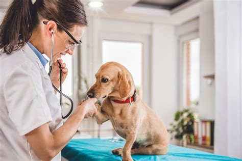 A veterinarian examining a dog, emphasizing the importance of professional care.