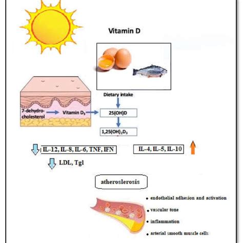 Infographic showing the process of Vitamin D synthesis in the skin and its role in the body