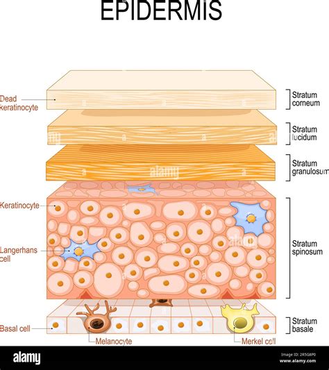 Cross-section of the skin illustrating different cell types and their protective functions