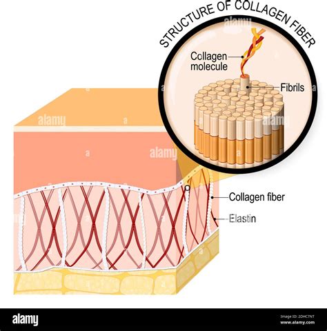 Illustration showing the structure of collagen fibers in the skin.