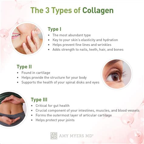 Infographic comparing Type I, Type II, and Type III collagen and their primary locations in the body.