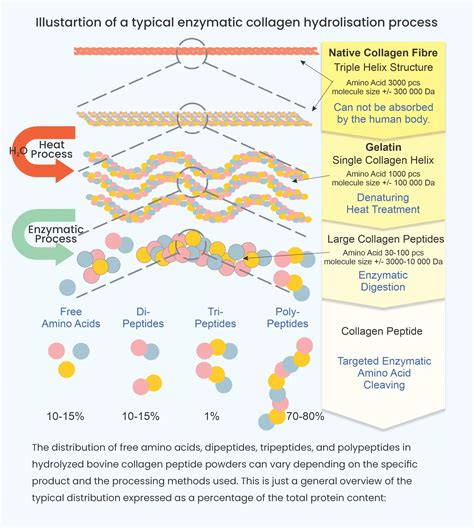 Diagram illustrating the process of enzymatic hydrolysis breaking down collagen into peptides.