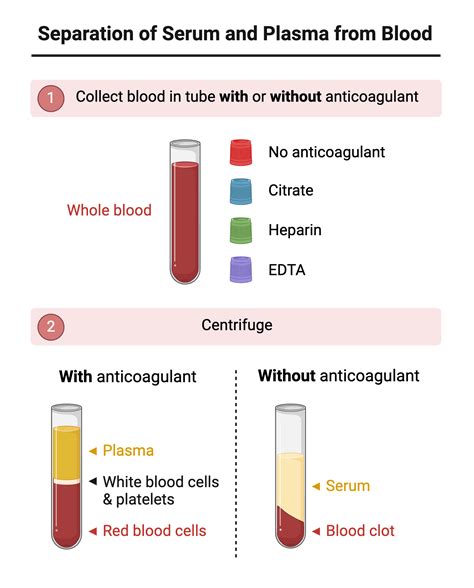 Infographic illustrating the components of blood and the separation of serum.